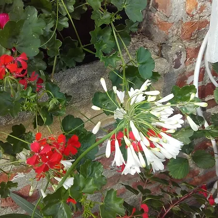 Bed & Breakfast D'hotes Manoir Du Buquet