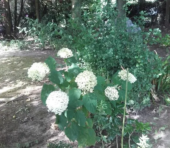 Alojamento de Acomodação e Pequeno-almoço D'hôtes Manoir Du Buquet *