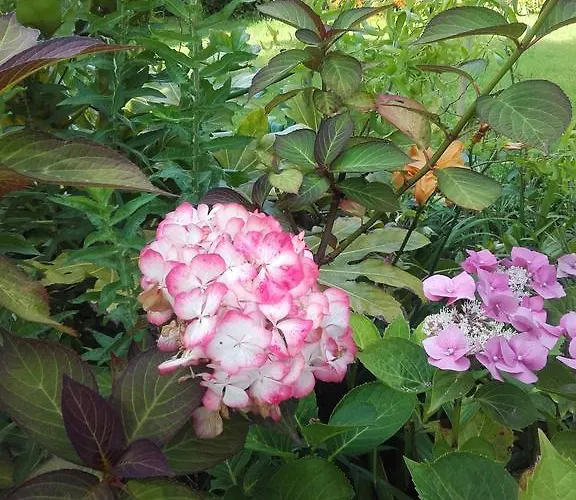 D'hôtes Manoir Du Buquet * Honfleur