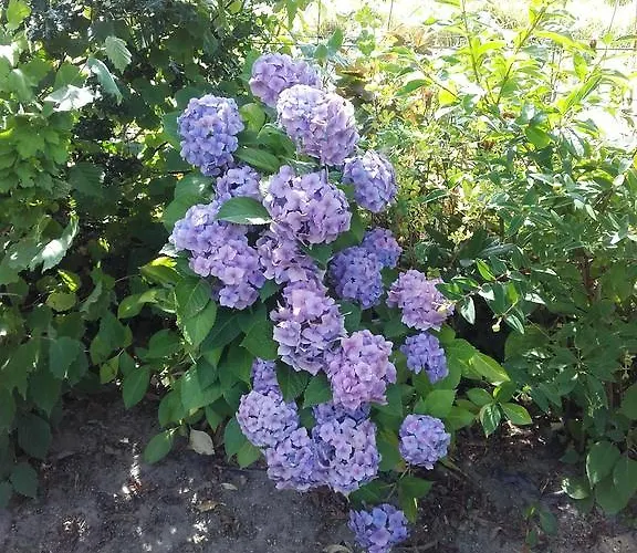 D'hôtes Manoir Du Buquet