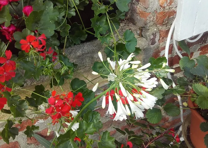 Alojamento de Acomodação e Pequeno-almoço D'hôtes Manoir Du Buquet