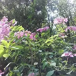 住宿加早餐酒店 布革庄园住宿加早餐旅馆 翁弗勒尔