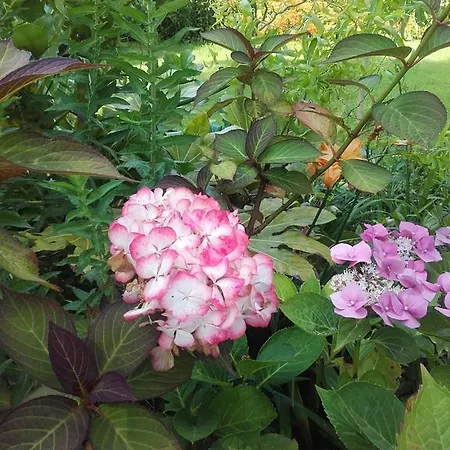 D'hotes Manoir Du Buquet * Онфлёр