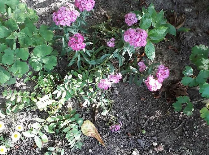 Chambres D'hotes Manoir Du Buquet Honfleur